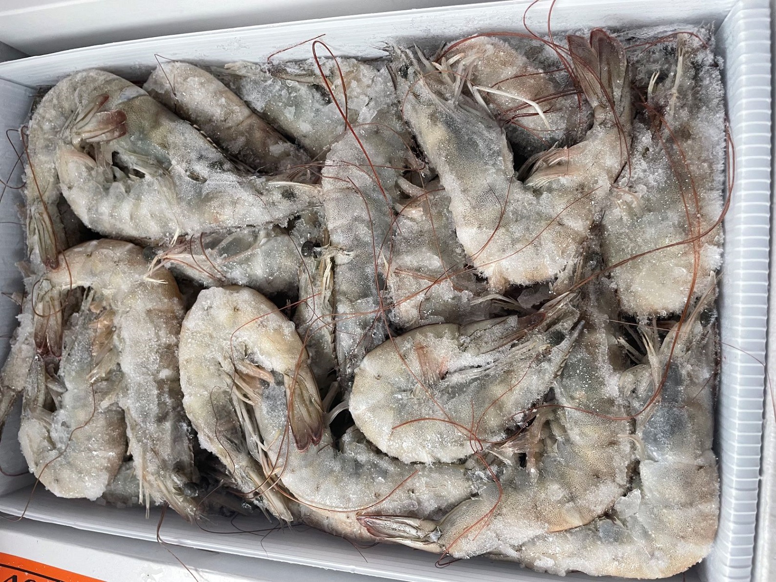 厄瓜多尔桑塔盐冻虾1.65kg（多盒可选）（到期：27年2月）