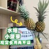 【动感光“菠”！水培凤梨】办公室新搭子，满屋果香新鲜可食用，这才是打工人想要的工位绿植,观赏性装饰水培菠萝送礼物L 商品缩略图0