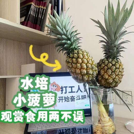 【动感光“菠”！水培凤梨】办公室新搭子，满屋果香新鲜可食用，这才是打工人想要的工位绿植,观赏性装饰水培菠萝送礼物L 商品图0
