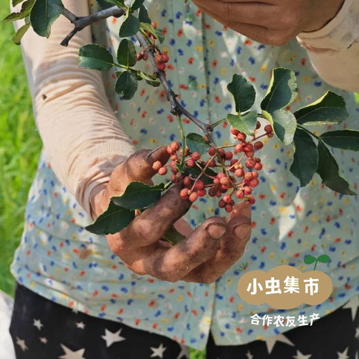 生态薄饼（薄脆） 198g*2盒 | 合作农友生产，来自山西永济，生产者：蒲韩公社成员 *【公平贸易农人定价】 商品图5