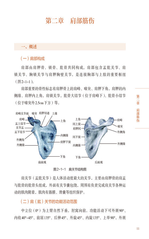 宫廷理筋术 四肢 王锡友 刘焰刚 主编 适合中医骨伤科学 运动医学 康复医学等临床医务人员使用 中国医药科技出版社9787521443844  商品图4