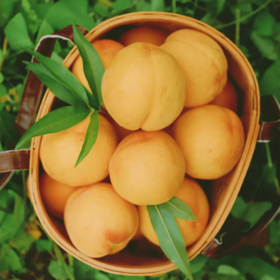 开运黄金蜜桃 | 水果