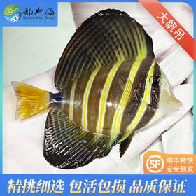 大帆吊Zebrasoma velifer