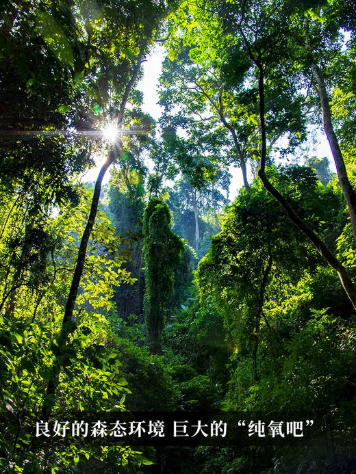 1月5日上午九点【大红印熟茶】2018年勐海布朗山熟茶，传承千百年的高端茶之代表 口感高甜润！稠滑米汤感过口不忘357克/饼茶叶 商品图7