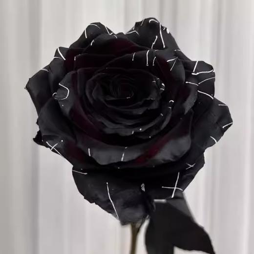 厄瓜多尔BLACK WIDOW黑蜘蛛染色玫瑰花10支 商品图3