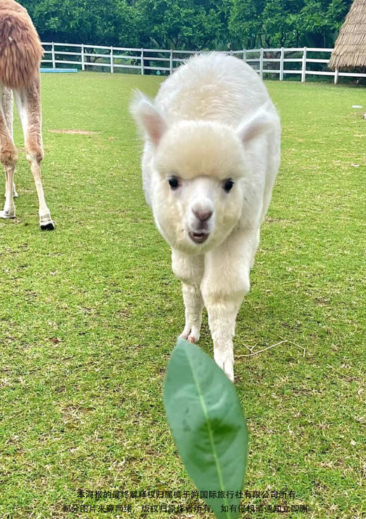 【厦门正青春 我们不散场】 中国最美大学+世遗鼓浪屿旅拍+中鱼视界海洋王国 4 日游 商品图2