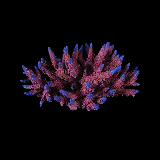 海缸造景摆设 仿真精品珊瑚摆件 商品图10