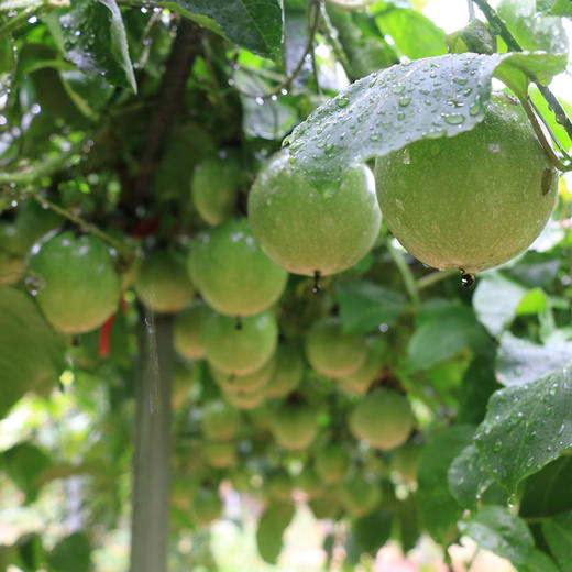 【分仓直发包邮】钦蜜9号黄金百香果精品果3斤中果（约30个） 商品图8