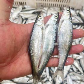 野生小白条鱼| 合作生产 * Small wild whitefish | Partner Production