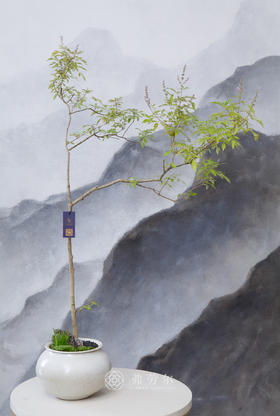 造型黄荆米色盆