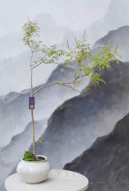 造型黄荆米色盆 商品图0