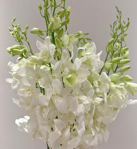 泰国花材-【洋兰】白