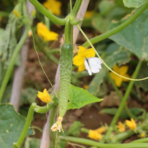 【源频·黄瓜】750g 商品图1