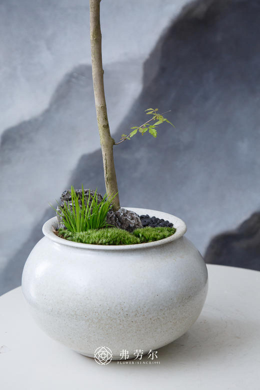 造型黄荆米色盆 商品图1