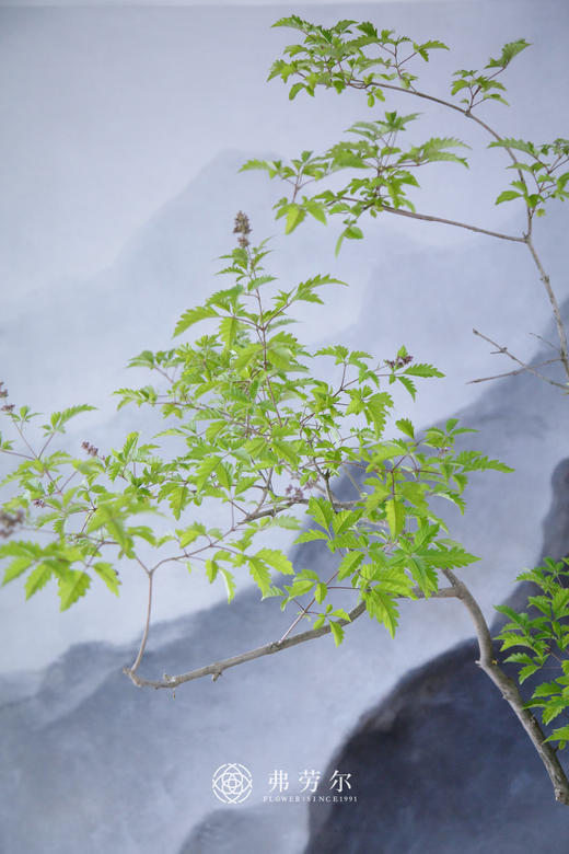 禅意造型黄荆 商品图2