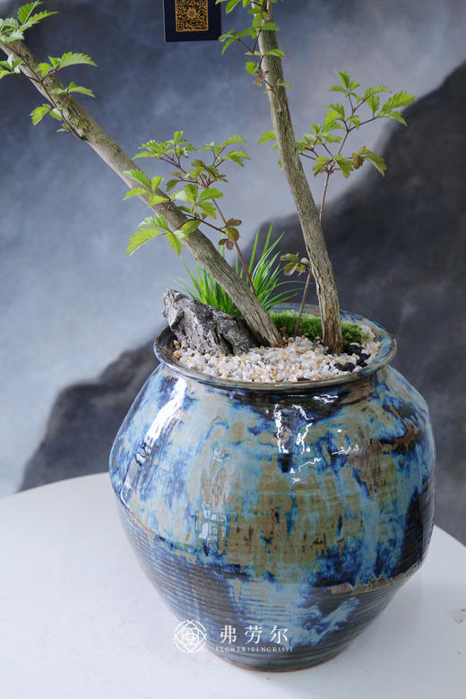 禅意造型黄荆 商品图3