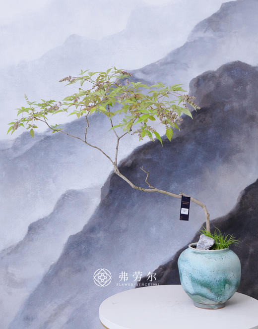 造型黄荆蓝色盆 商品图0