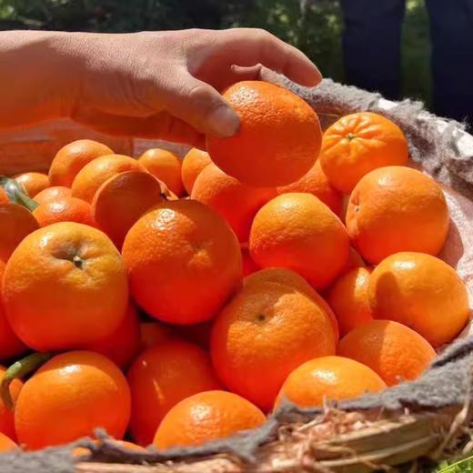 云南远山半溪虎柑 约4斤/箱 |水果 商品图2