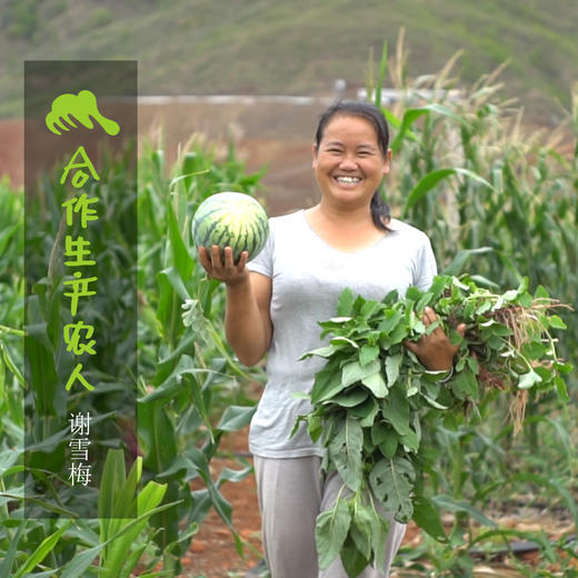 生态干蚕豆| 合作生产*Ecological dried broad beans| Coproducted 商品图4