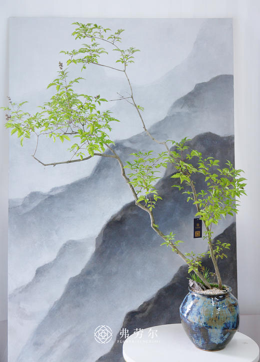禅意造型黄荆 商品图0