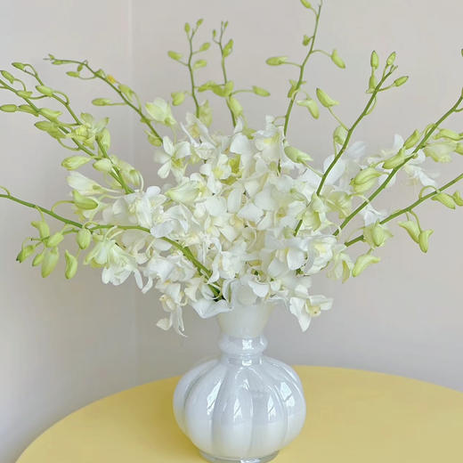 泰国花材-【洋兰】白 商品图1