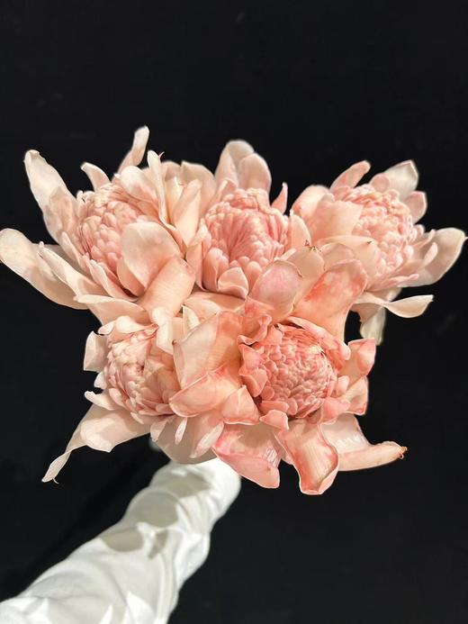 小众花材火炬姜瓷玫瑰 商品图1