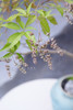 造型黄荆蓝色盆 商品缩略图2