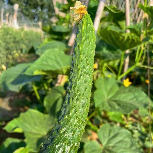 【源频·黄瓜】750g 商品图0