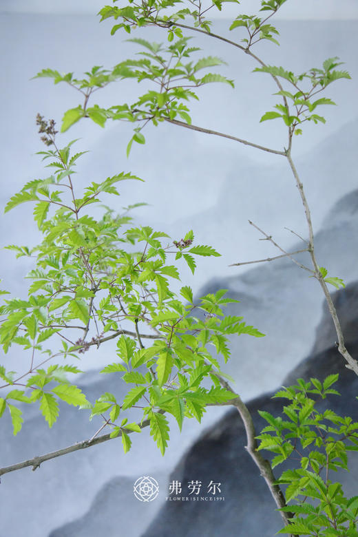 禅意造型黄荆 商品图1