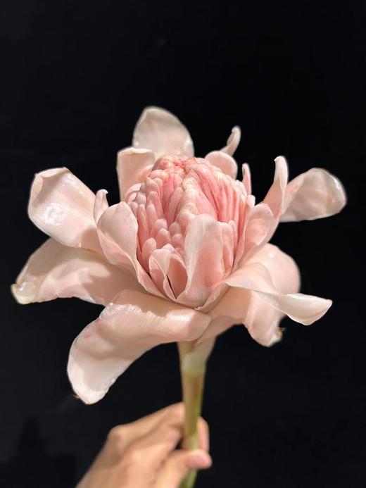 小众花材火炬姜瓷玫瑰 商品图14