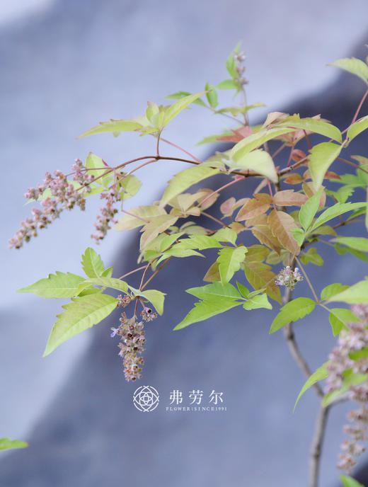 造型黄荆蓝色盆 商品图3