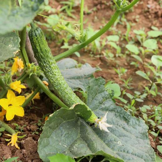 【源频·黄瓜】750g 商品图2