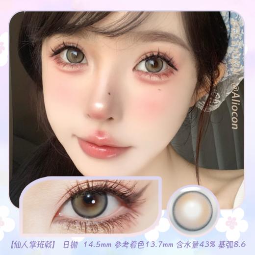 Bollycon Double Gray 仙人掌班戟 14.5mm【日抛|10片/盒】 商品图0