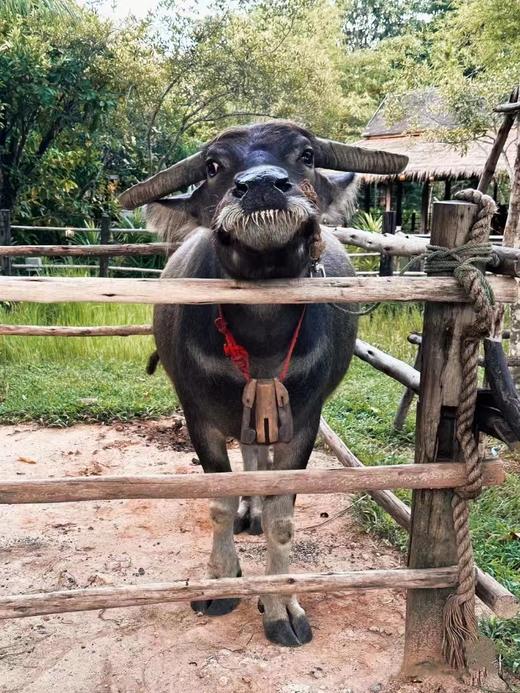 泰中普吉暹罗剧场【体验暹罗奇妙文化演出门票】 商品图2