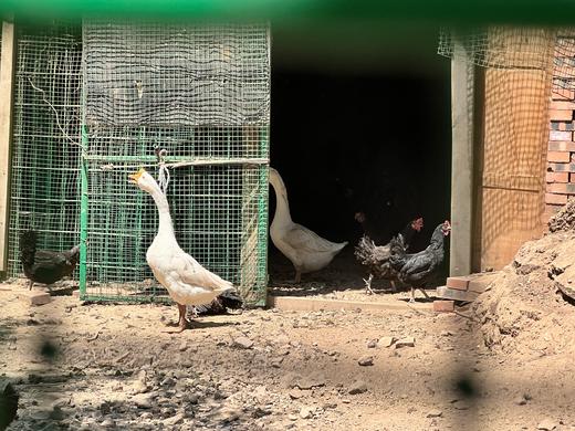 农场散养土鹅蛋 撒欢谷直供 新鲜现捡 商品图2