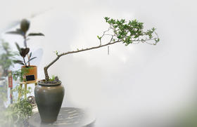 海岛栀子花灰色盆