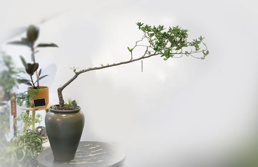 海岛栀子花灰色盆 商品图0