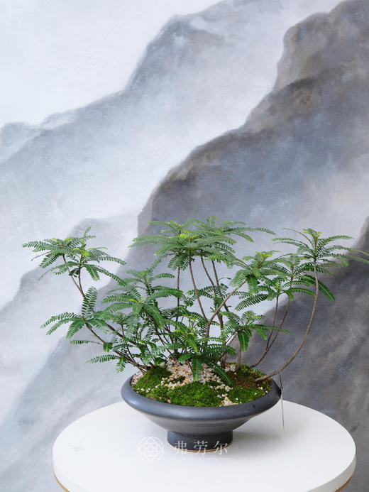 黑色碟盆叶下珠 商品图0