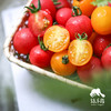 生态圣女果（浙江） | 合作生产 *Eco- tomato | Coprodution 商品缩略图0