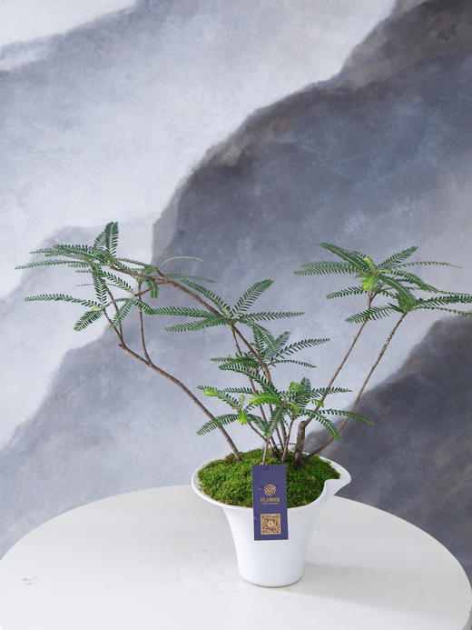 白盆叶下珠 商品图0