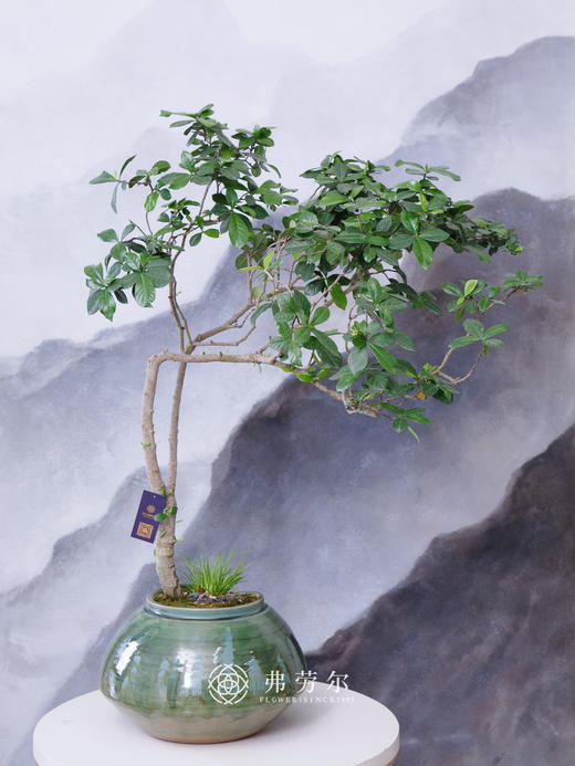 海岛栀子花 商品图0