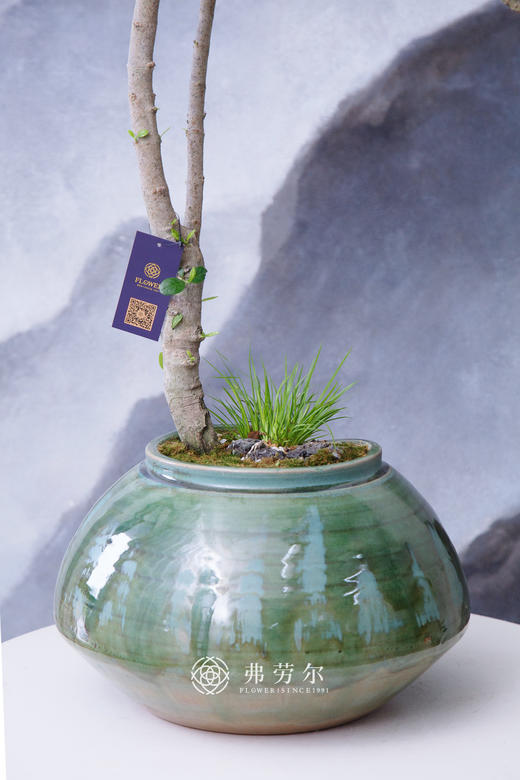 海岛栀子花 商品图2