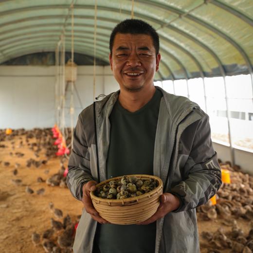 生态鹌鹑蛋【产地直发】@绿手指 商品图4