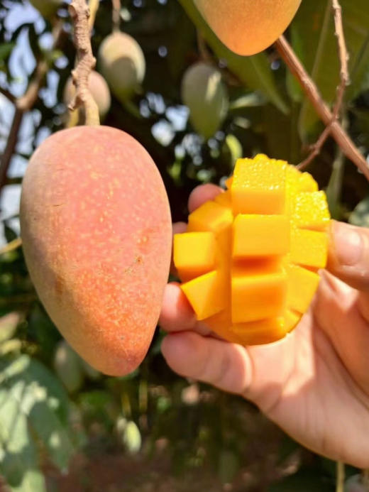 芒果届的小可爱| 小金凤
这款个头mini的芒果叫金凤～它果香浓郁、纯甜、肉厚、细嫩无丝、核薄如纸，是海南贵妃芒的改良品种丹妮果核很小很薄，七彩颜色的颜值，美味多汁的口感，颜值与口感并存！净3斤/箱 商品图0