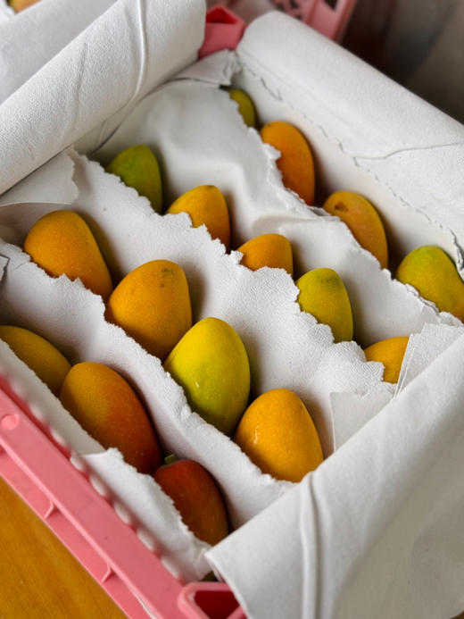 芒果届的小可爱| 小金凤
这款个头mini的芒果叫金凤～它果香浓郁、纯甜、肉厚、细嫩无丝、核薄如纸，是海南贵妃芒的改良品种丹妮果核很小很薄，七彩颜色的颜值，美味多汁的口感，颜值与口感并存！净3斤/箱 商品图2