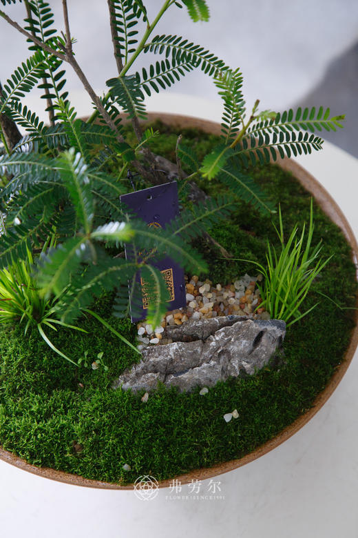 碟盆叶下珠 商品图1