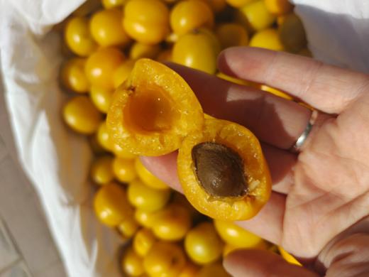 活动油杏3斤 商品图0