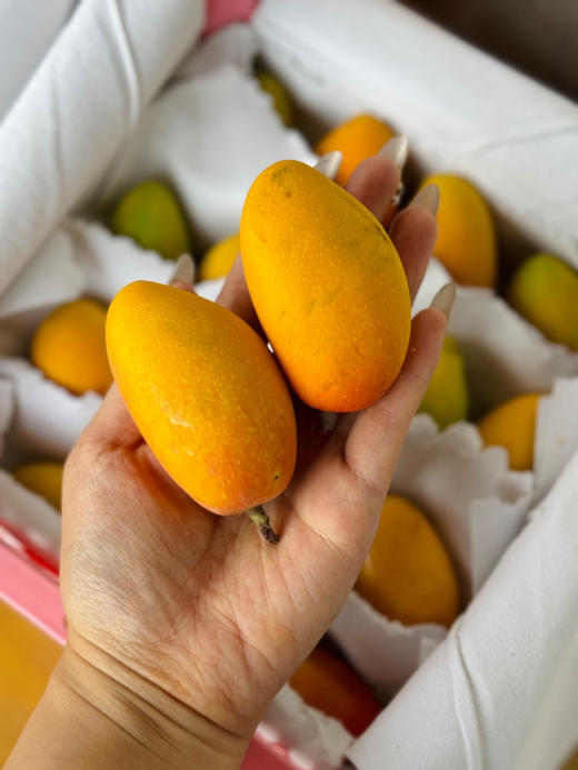 芒果届的小可爱| 小金凤
这款个头mini的芒果叫金凤～它果香浓郁、纯甜、肉厚、细嫩无丝、核薄如纸，是海南贵妃芒的改良品种丹妮果核很小很薄，七彩颜色的颜值，美味多汁的口感，颜值与口感并存！净3斤/箱 商品图1