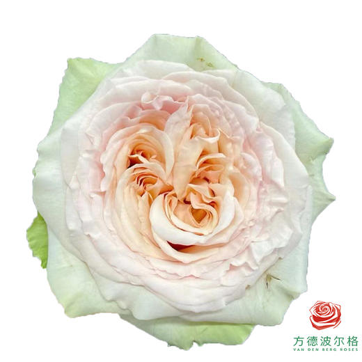 外购单头玫瑰-拾季 10枝一扎 商品图0