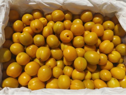 新疆小油杏一箱 商品图0